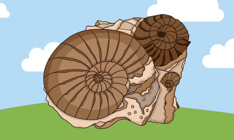 Rompecabezas - Ammonites